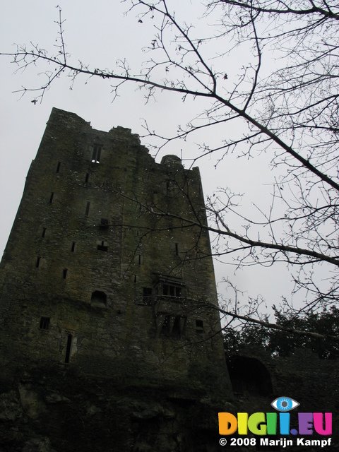 24796 Blarney Castle Drops on branch